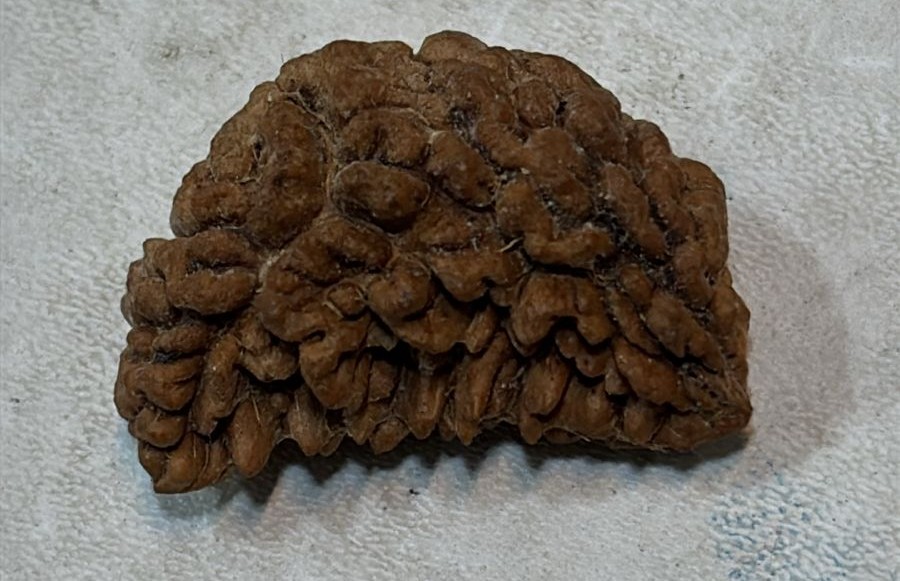 Natural 1 mukhi rudraksha (Indian)