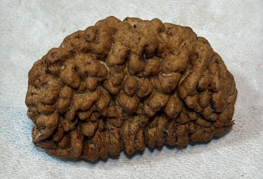 Natural 1 Mukhi Rudraksha AAA Premium (Indian)