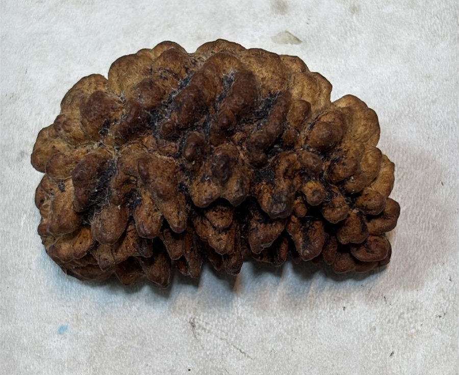 Natural 1 Mukhi Rudraksha EXCLUSIVE PREMIMUM (Indian)
